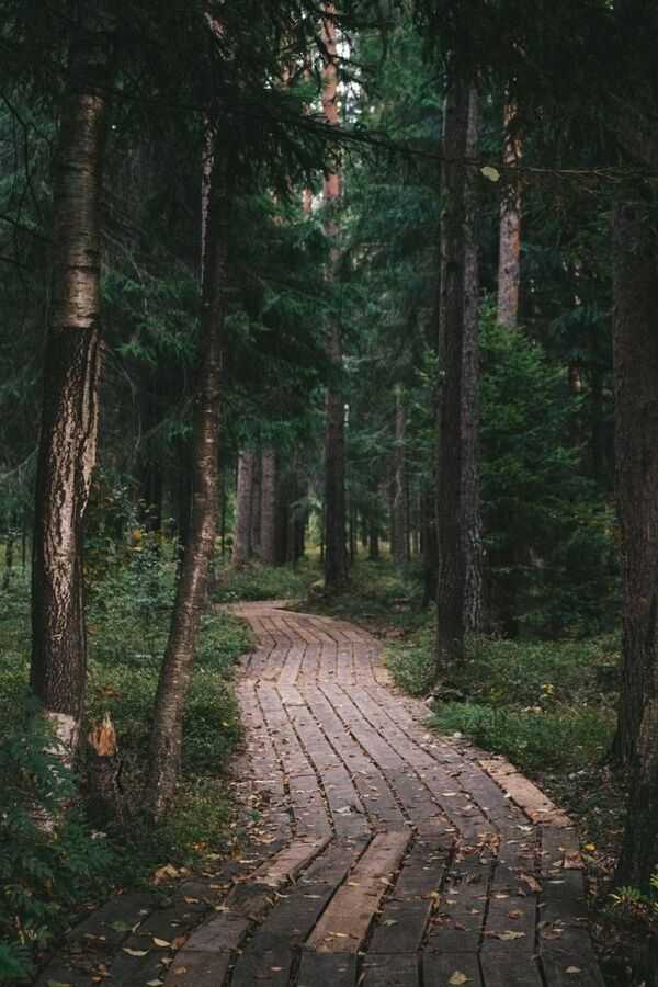 Ruhiger Naturweg mit Bäumen und hellem Tageslicht